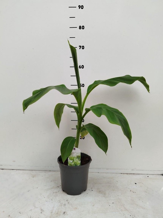 <h4>Musa basjoo</h4>