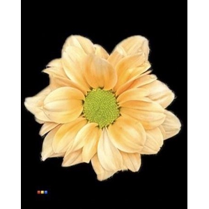 Chr T Kennedy Pastel Orange