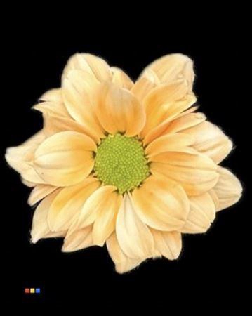 <h4>Chr T Kennedy Pastel Orange</h4>