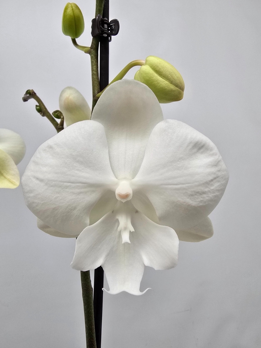 <h4>Limited 24 week 1</h4>