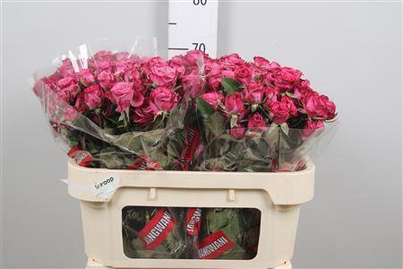 <h4>R Tr Purple Queen</h4>