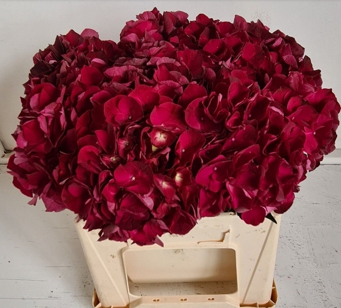 <h4>HYDR M MAG DARK RUBY</h4>