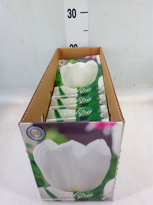 <h4>Tulipa   ...flowerbulbs</h4>
