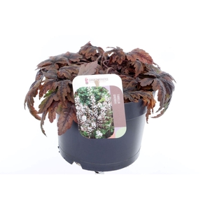 Tiarella cordifolia Sugar and Spice