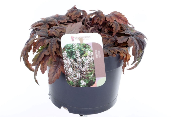 <h4>Tiarella cordifolia Sugar and Spice</h4>