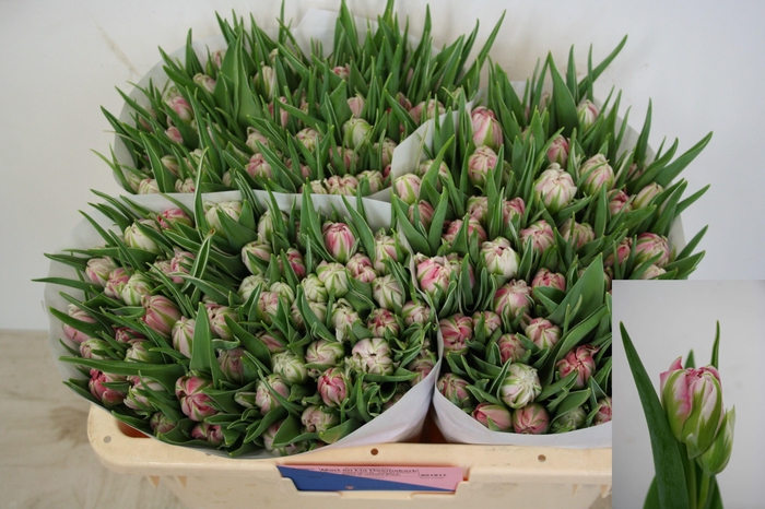 <h4>TU DU FLASH POINT</h4>