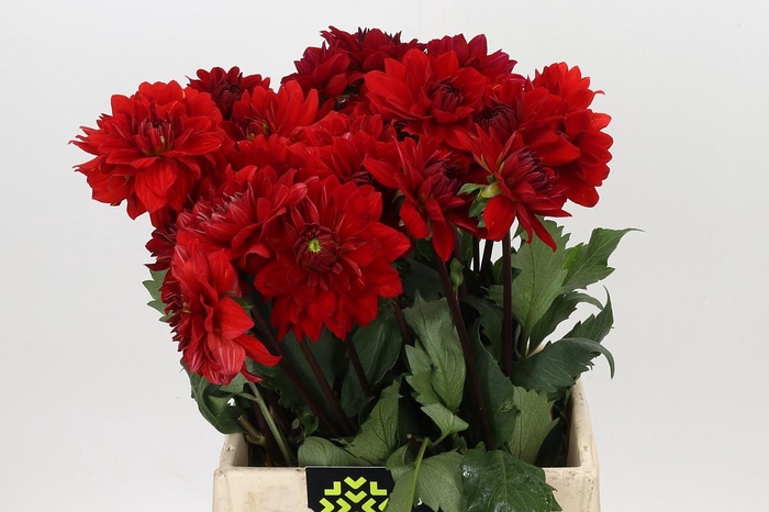 Dahlia Heatwave
