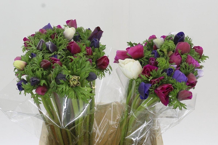 <h4>Anemone Mistral Plus Rainbow Mix</h4>