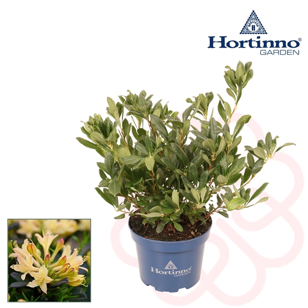 <h4>Hortinno® Garden Parfumollis Yellow 30 - 40 cm</h4>