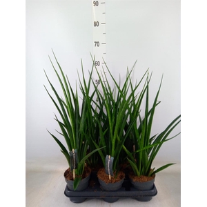 Sansevieria kirkii 'Friends'