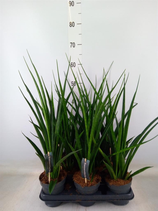 <h4>Sansevieria kirkii 'Friends'</h4>