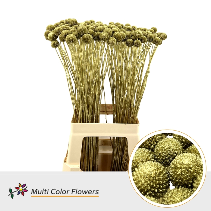 <h4>Craspedia Goud</h4>