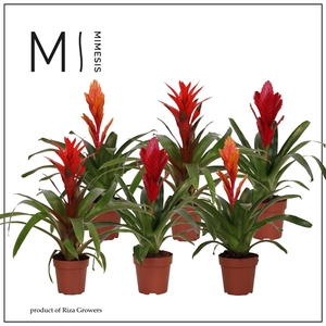 Mimesis Bromelia Urban - 12 cm