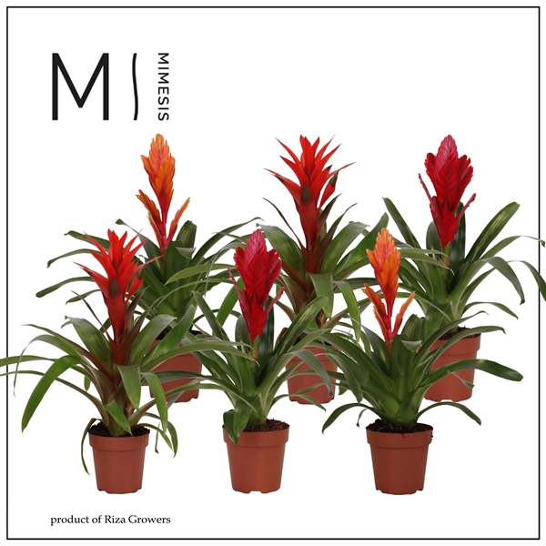 <h4>Mimesis Bromelia Urban - 12 cm</h4>