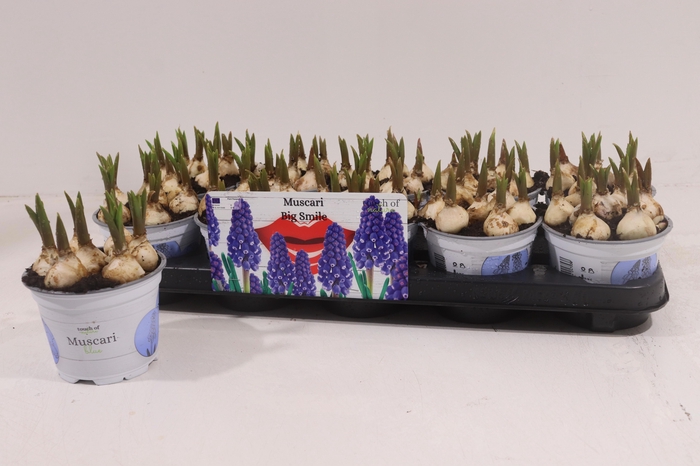 <h4>MUSCAR BIG SMILE</h4>