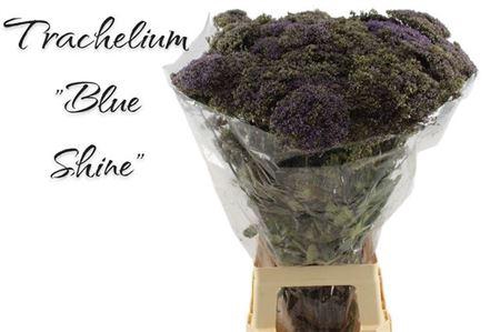 <h4>Trach Blue Shine</h4>