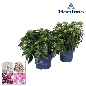 Hortinno® Garden Kalmia XL