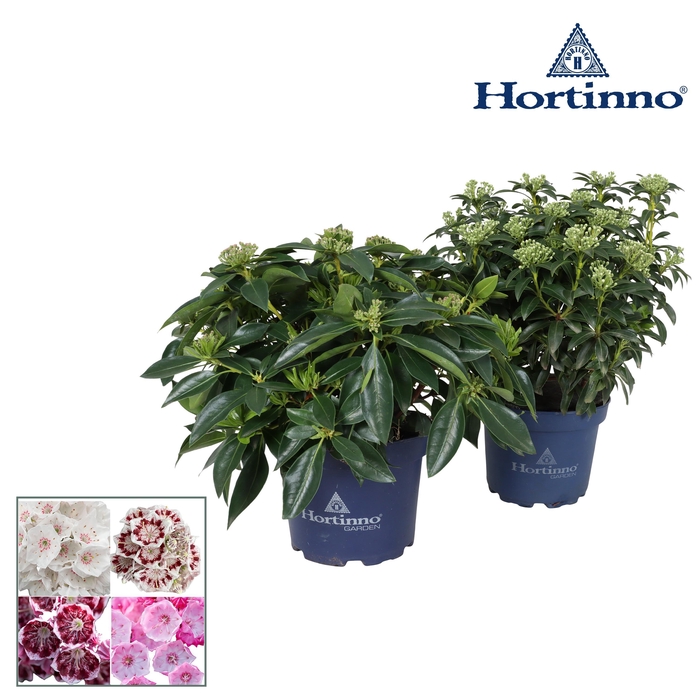 <h4>Hortinno® Garden Kalmia XL</h4>