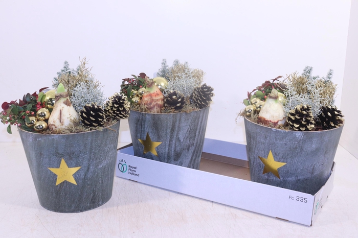 <h4>ARR HIPPEASTRUM</h4>