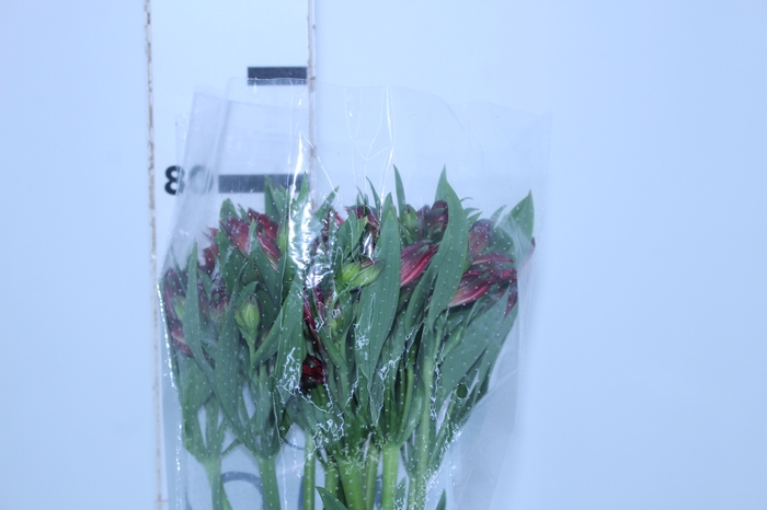 ALSTROEMERIA NATALYA 080 CM