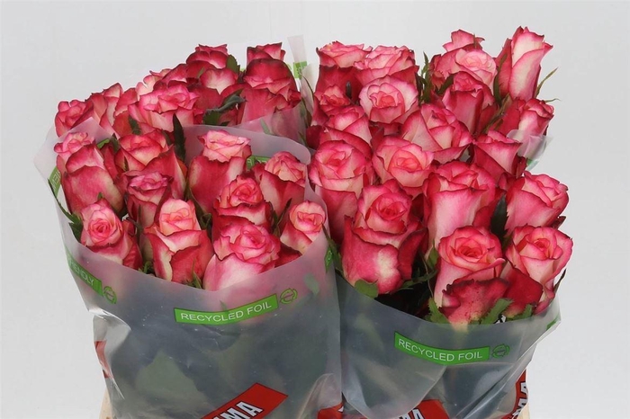 <h4>Rosa Spark Condor</h4>