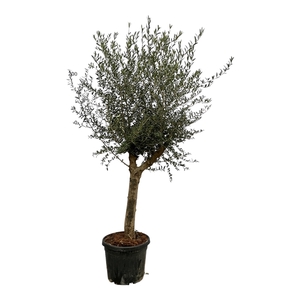 Olea Europaea Lorc - 180cm