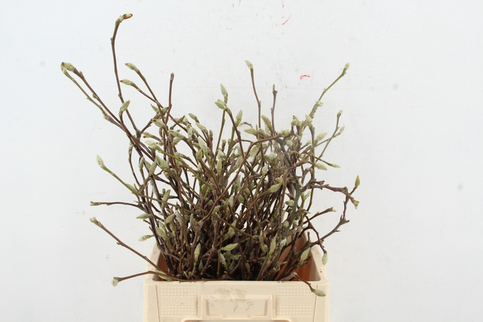 <h4>MAGNOLIA PER BUNCH</h4>