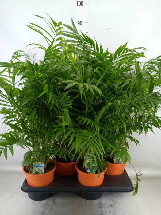 <h4>Chamaedorea elegans</h4>