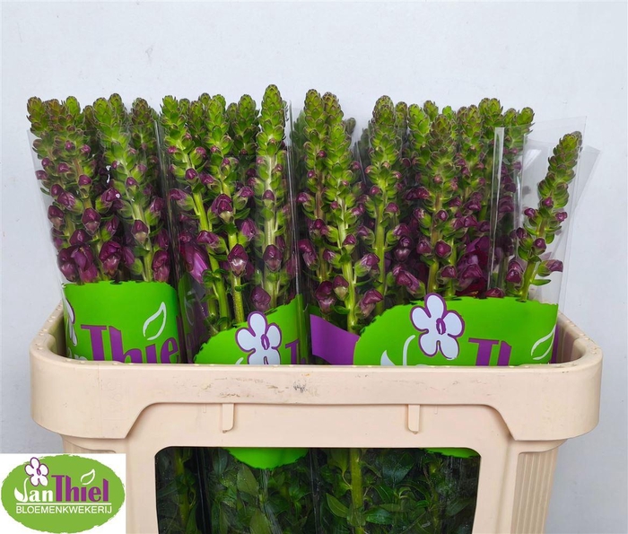 Antir Avignon Da Red