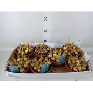 Muscari  'Magic Blue'