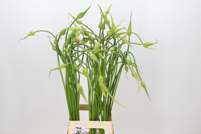 <h4>Allium Sativum Ophioscorodon</h4>