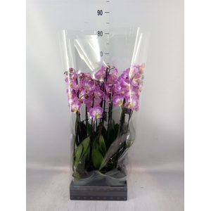 Phalaenopsis  'Ant Split'
