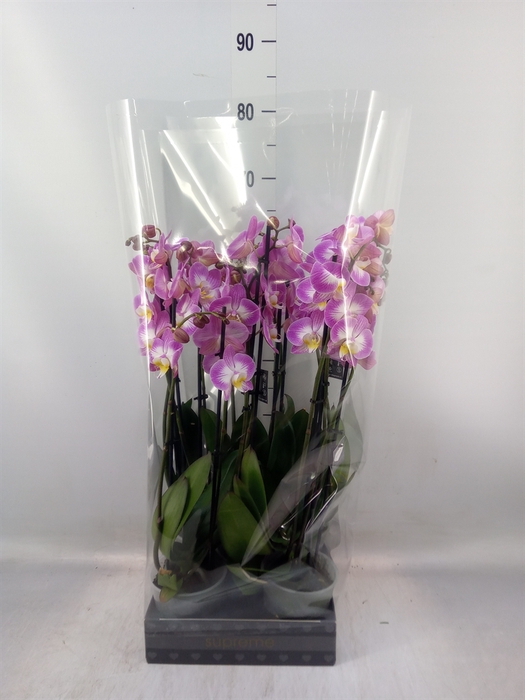 <h4>Phalaenopsis  'Ant Split'</h4>