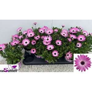 OSTEO OV