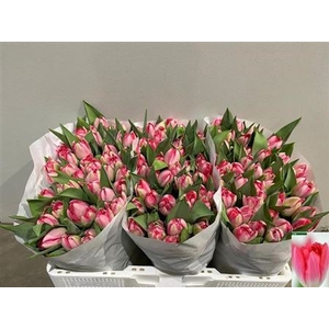 Tu Du Up Pink