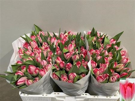 Tu Du Up Pink