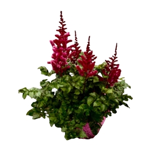 Astilbe