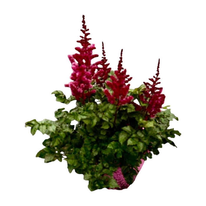 <h4>Astilbe</h4>