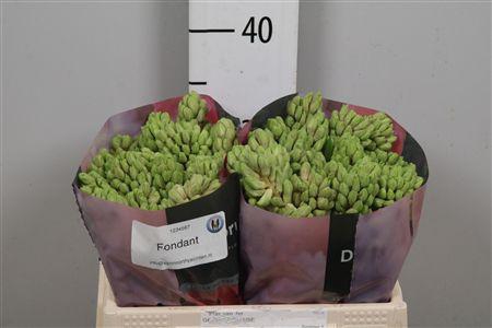 <h4>Hyac Fondant</h4>