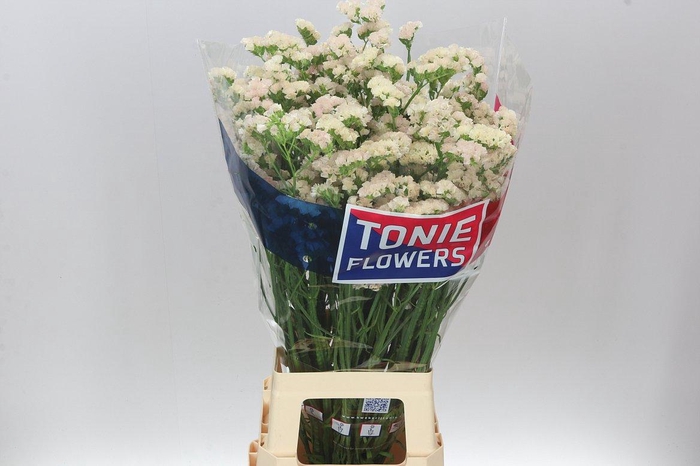 <h4>Lim. Sin Apricot Sun Birds</h4>