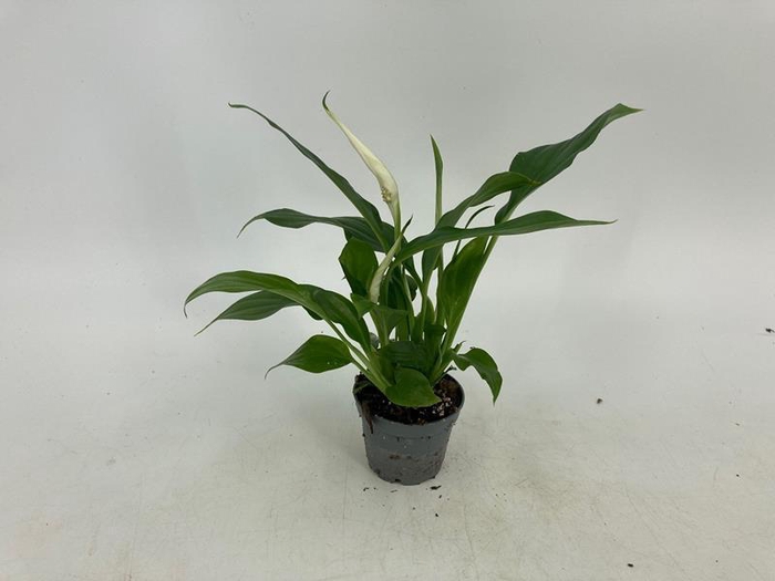 <h4>SPATHIPHYLLUM WALLISII</h4>