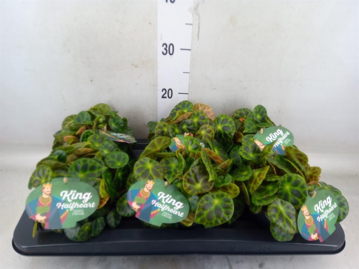 <h4>Begonia BD   ...</h4>