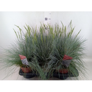 Festuca glauca 'Intens Blue'