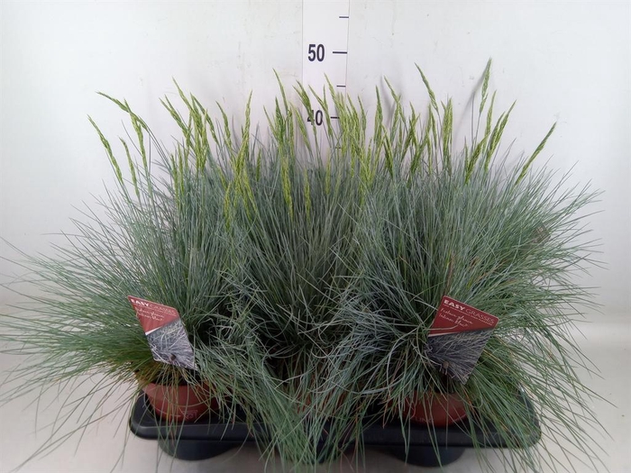 <h4>Festuca glauca 'Intens Blue'</h4>