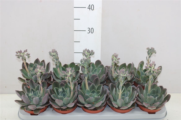 <h4>Echeveria Blue Prince</h4>