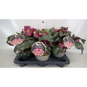 Helleborus  'Ice N Roses Red'