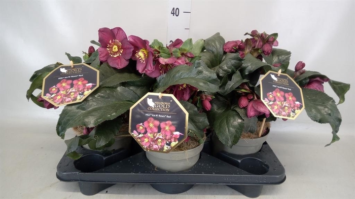 <h4>Helleborus  'Ice N Roses Red'</h4>