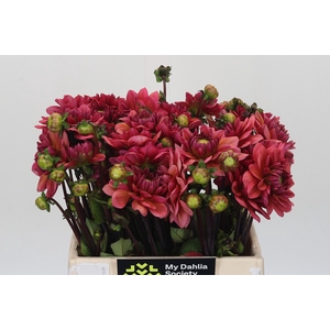 Dahlia Salmon Runner