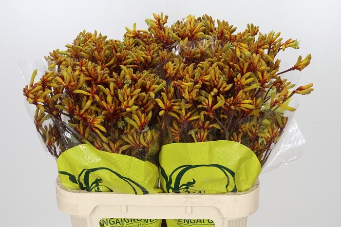 <h4>Anigozanthos Orange Velvet</h4>