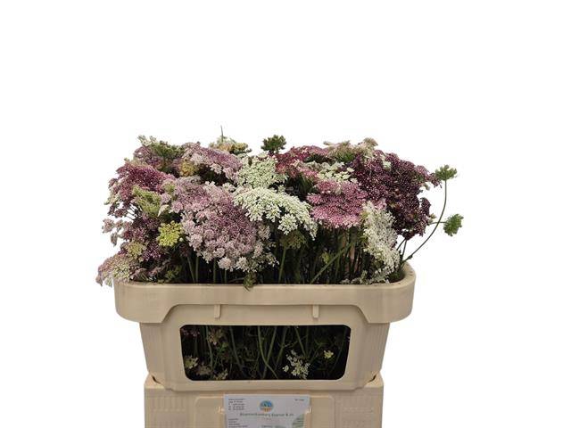 DAUCUS CAROTA DARA